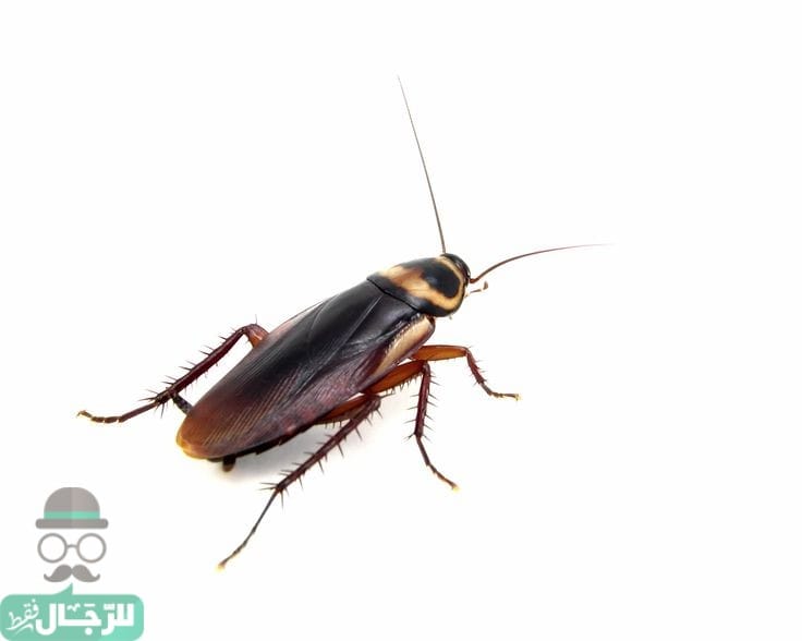 طرق طبيعية من أجل التخلص من الصراصير في منزلك بسرعة وسهولة