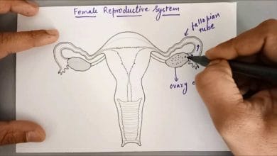 رسمة الجهاز التناسلي الأنثوي وشرح لمكوناته